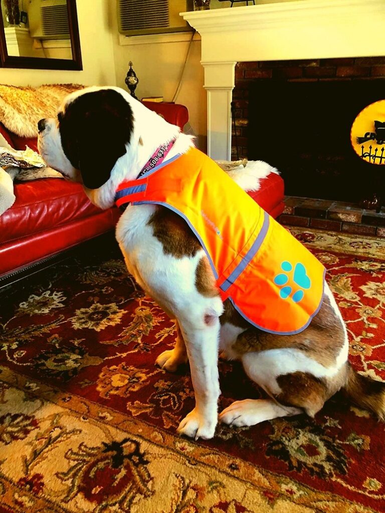 dog vests for hunting