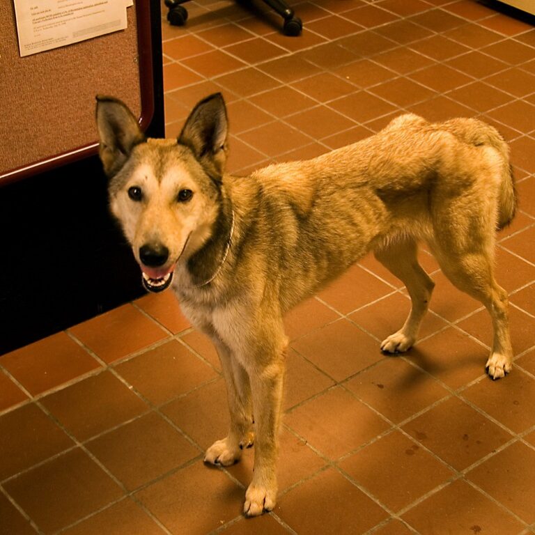 How to Fatten up a Dog All You Need To Know