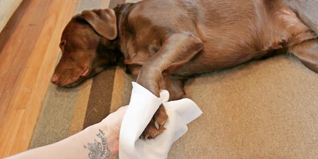 Dog Wipes