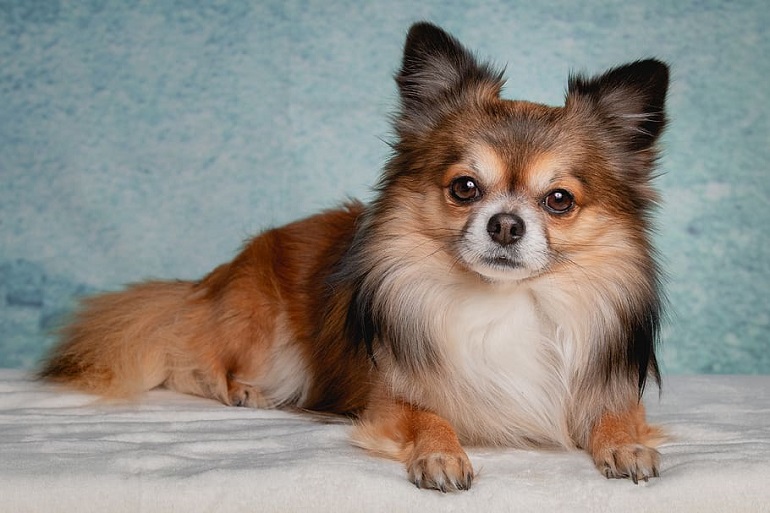 Chihuahua types hot sale with pictures