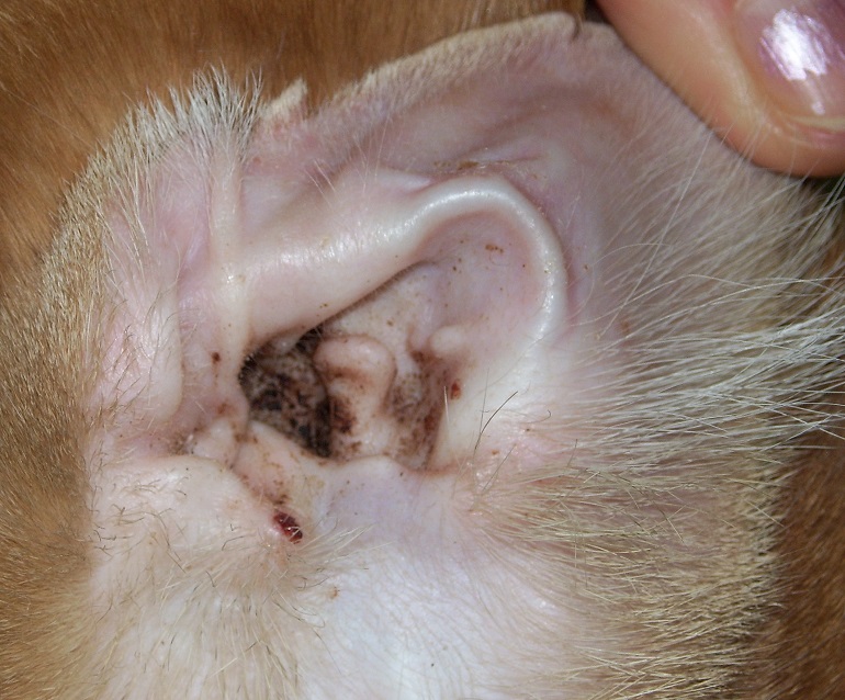 can dog ear mites get on the dogs skin