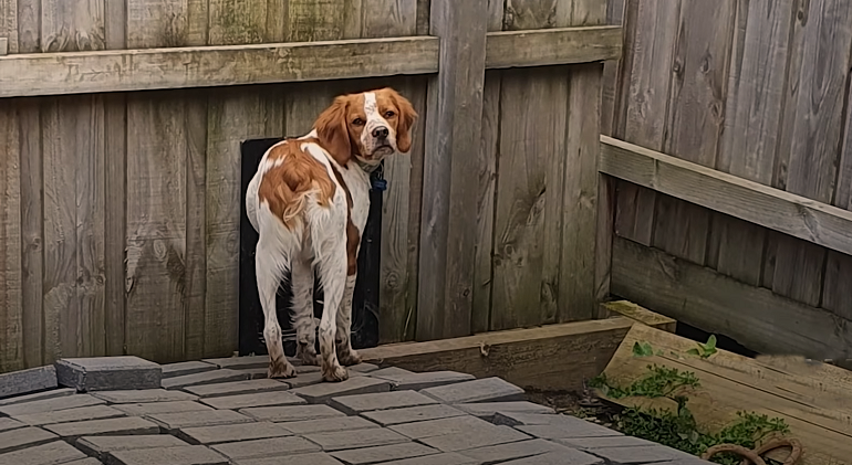 wood fence for dogs