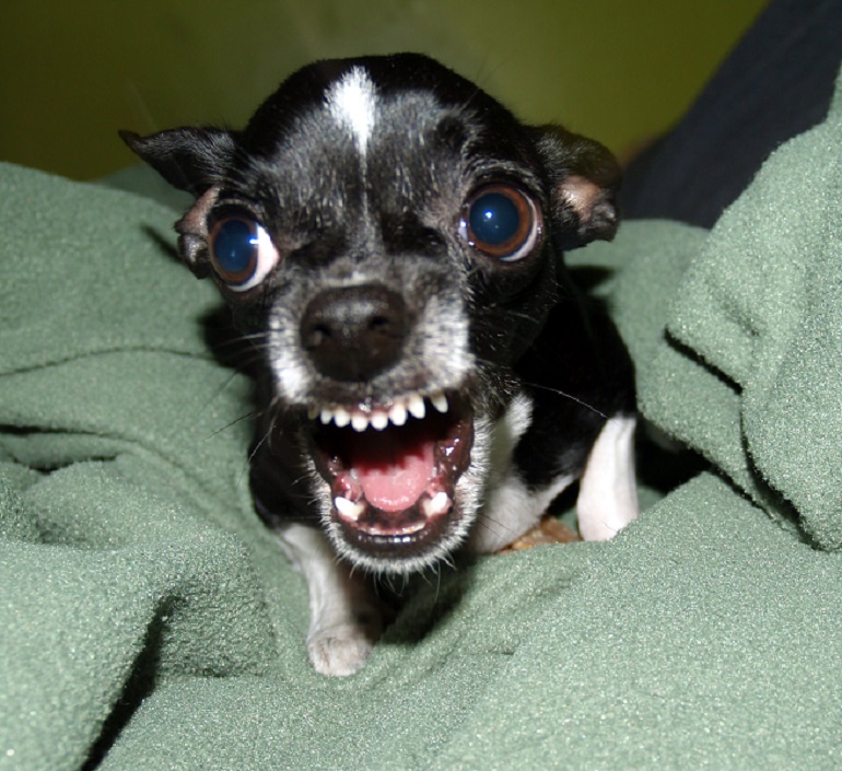 why are chihuahuas so angry