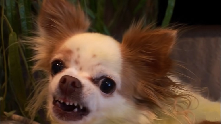 why chihuahua are aggressive