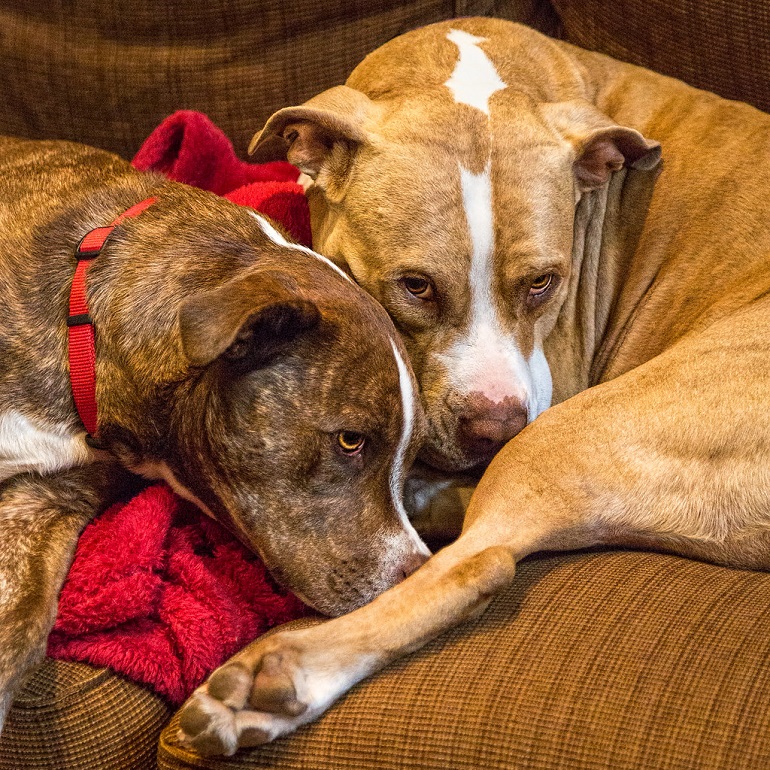 treatment for dog who ate acorns