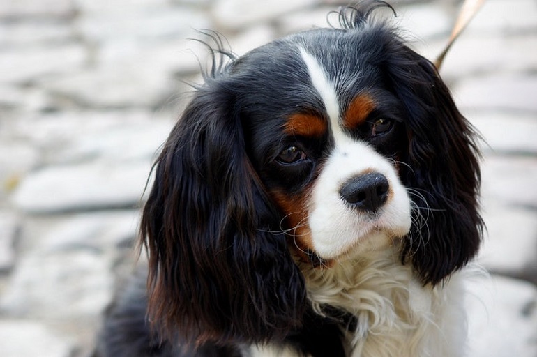 what does it mean when your dog licks your hand