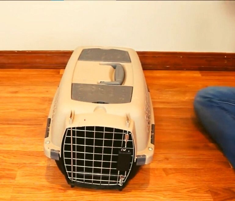 truck dog crate