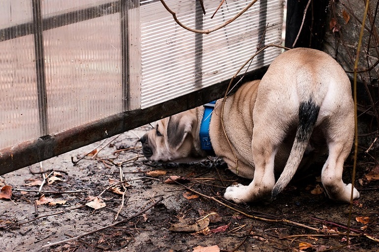 dogs digging under fence