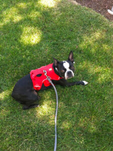 9 Best Escape Proof Dog Harnesses in 2023 Review & Top Picks