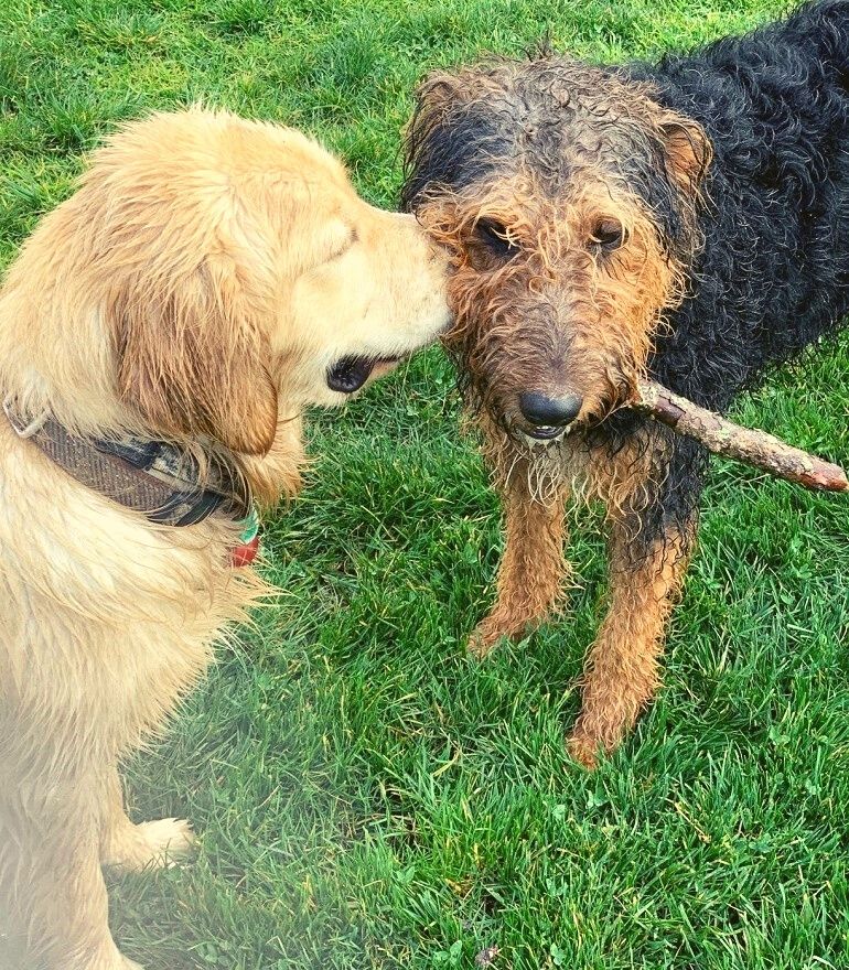 geofence dog containment