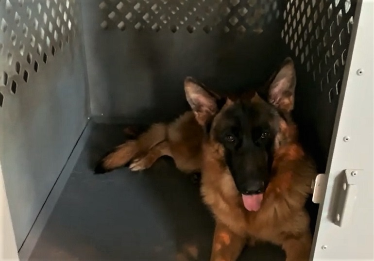 can a german shepherd fit in a large crate