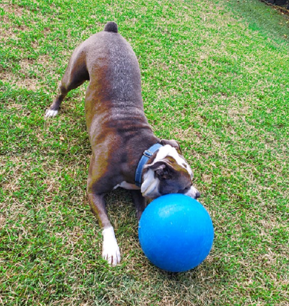 tough toys for dogs