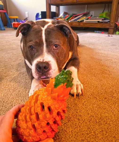 kevlar dog toys