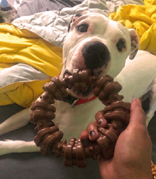 best dog toys for chewers