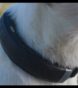 halo collar reviews