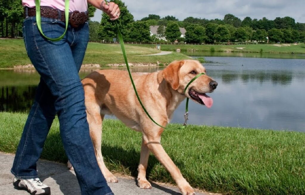 space between dogs collar and neck