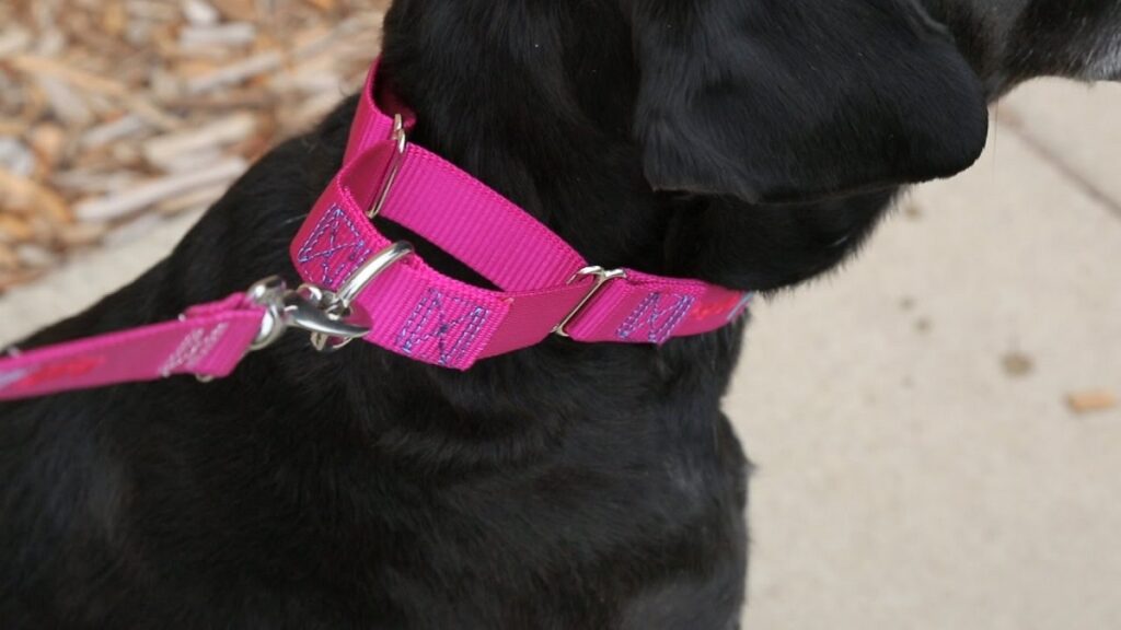 fit dog collar