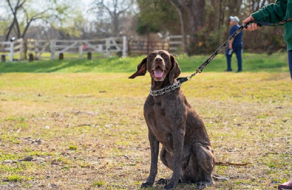 how tight should a dog collar be