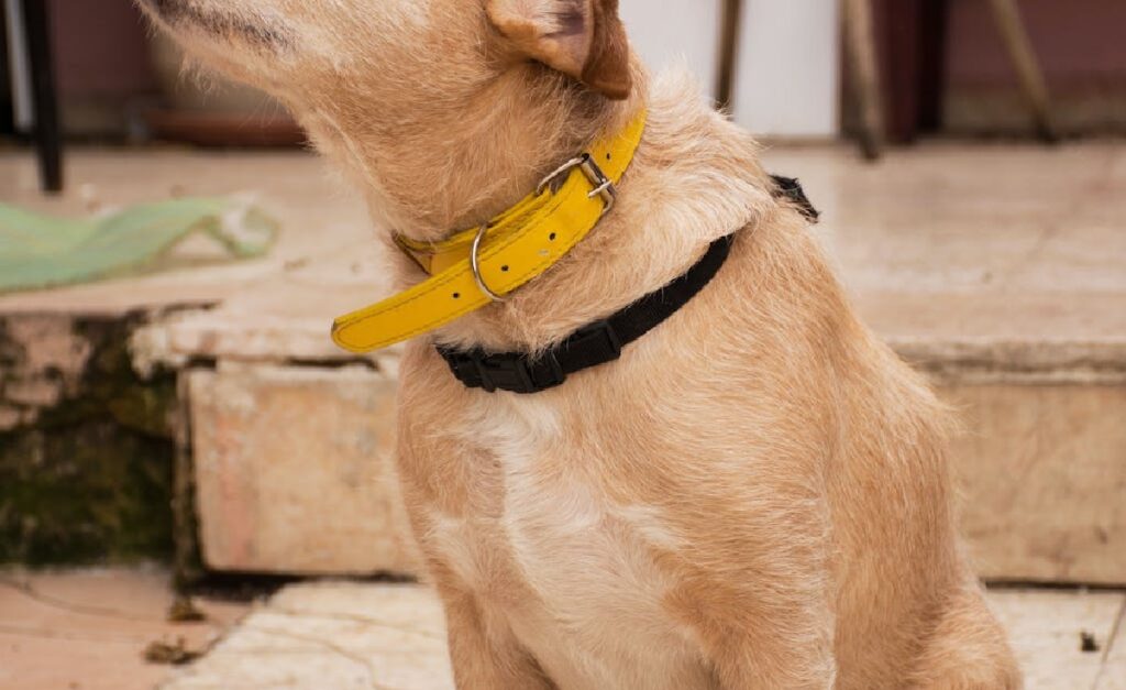 Guidelines for Purchasing a Dog Collar