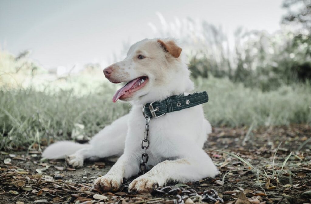 are collars bad for dogs