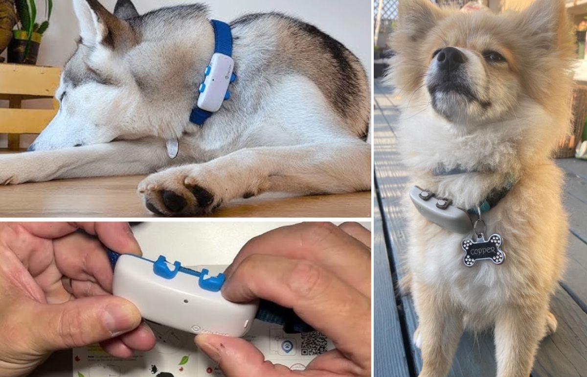Best Smart Dog Collar Connect and Protect Your Furry Friend