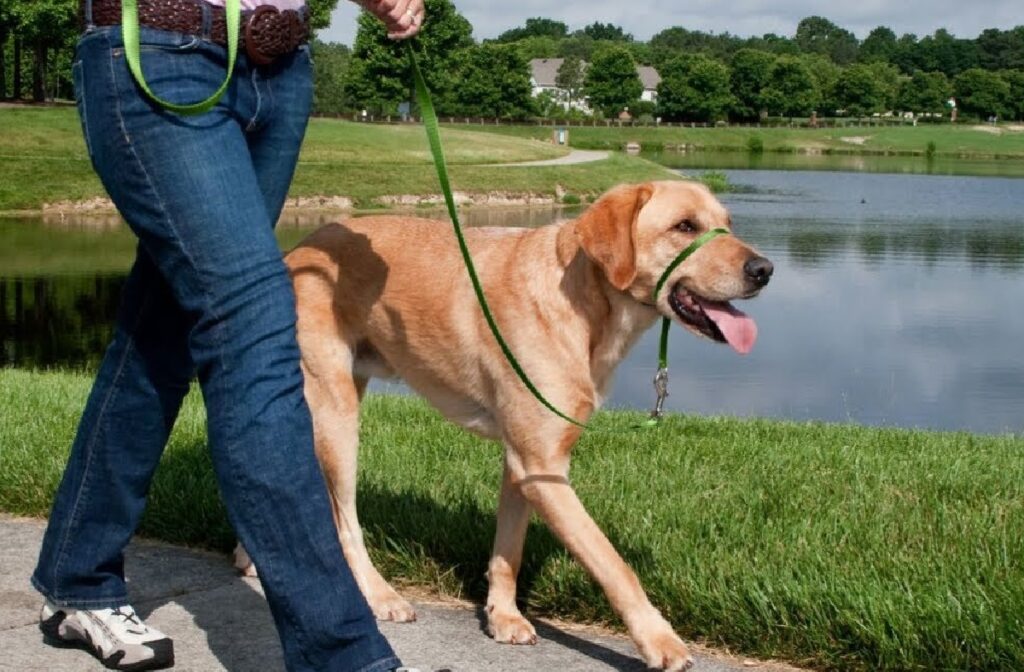 dog harness for walking