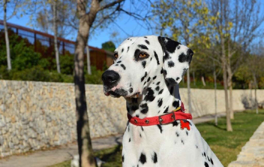 dog neck collar