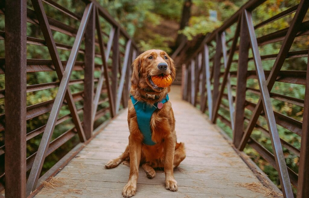 dog training harness