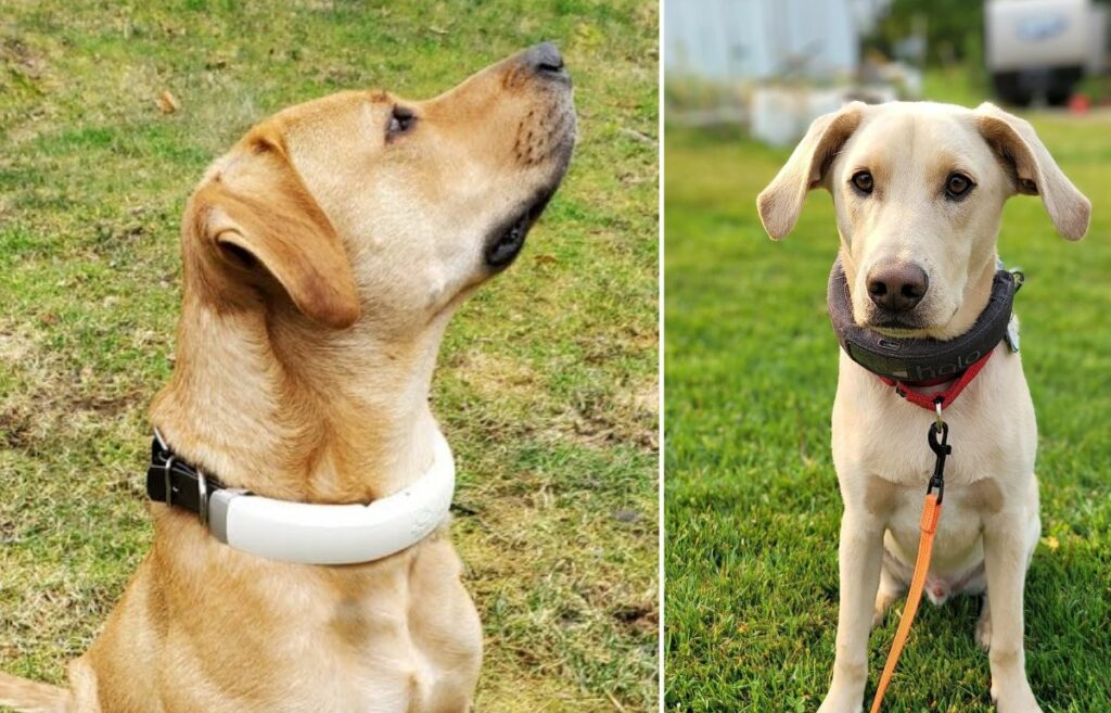 best wireless dog collar