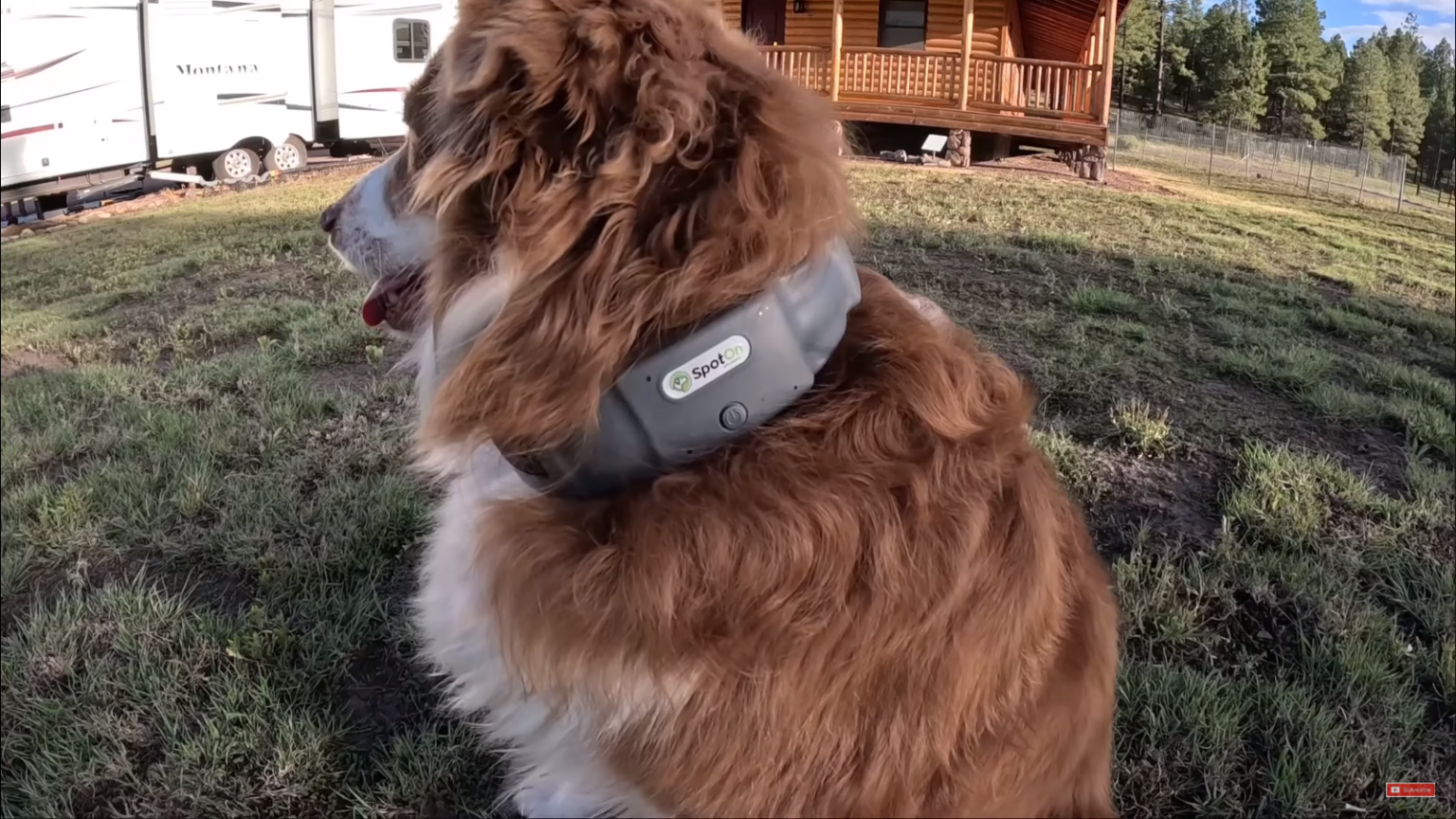 SpotOn Vs. Halo Dog Fence Which One Is Right for You???