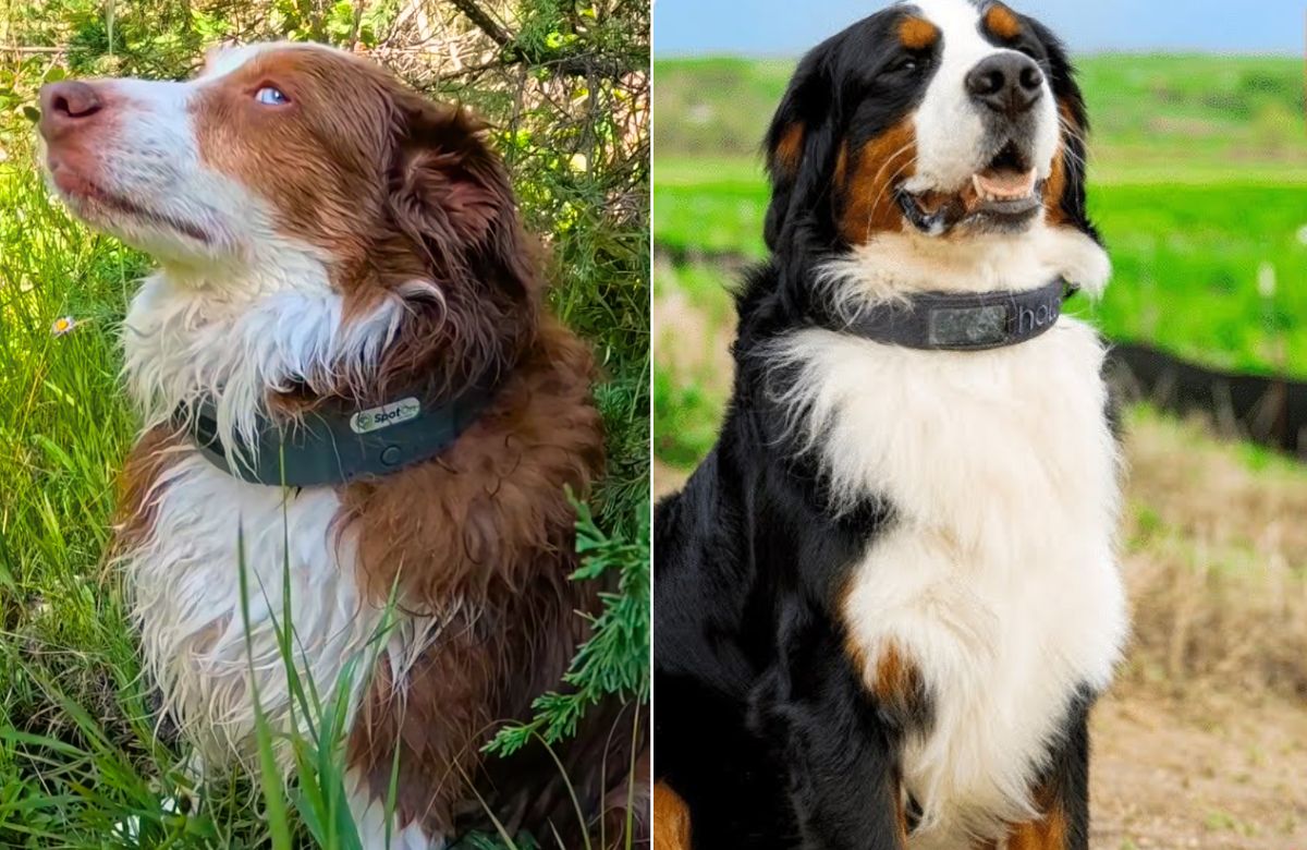 SpotOn Vs. Halo Dog Fence Which One Is Right for You???