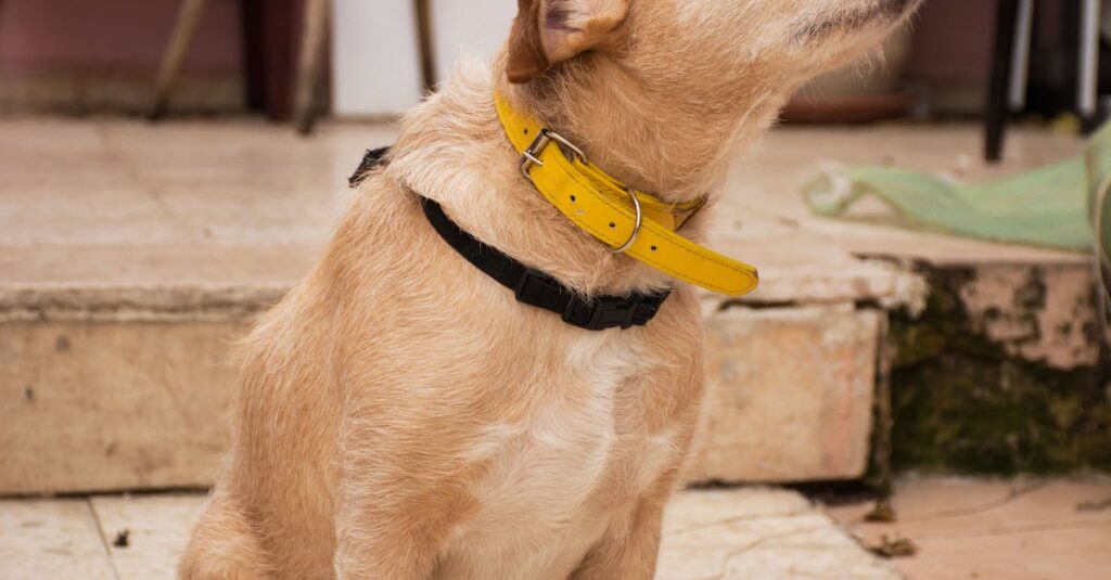 how to tighten a dog collar