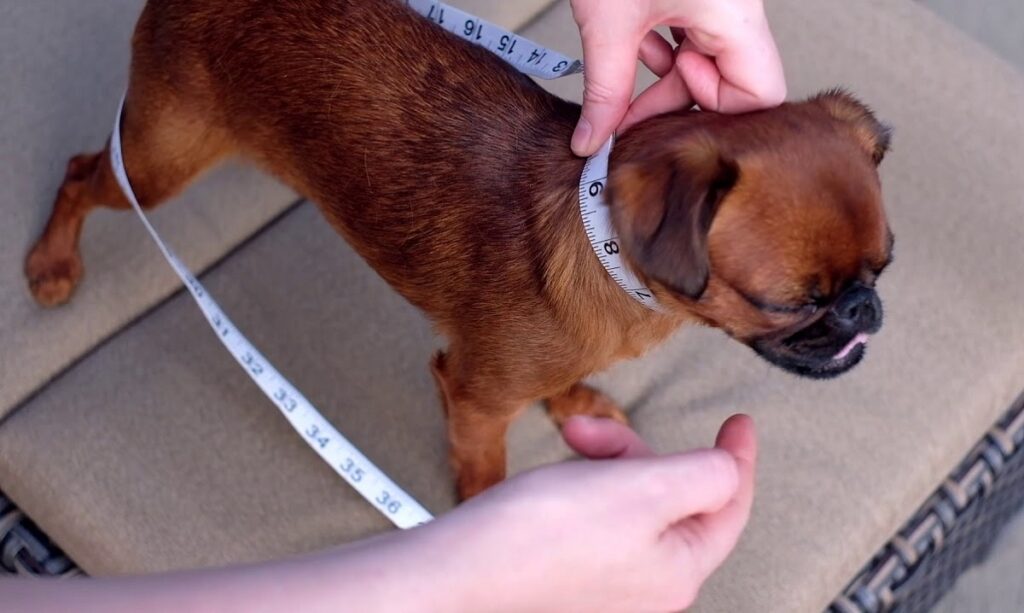 how to tighten dog collar