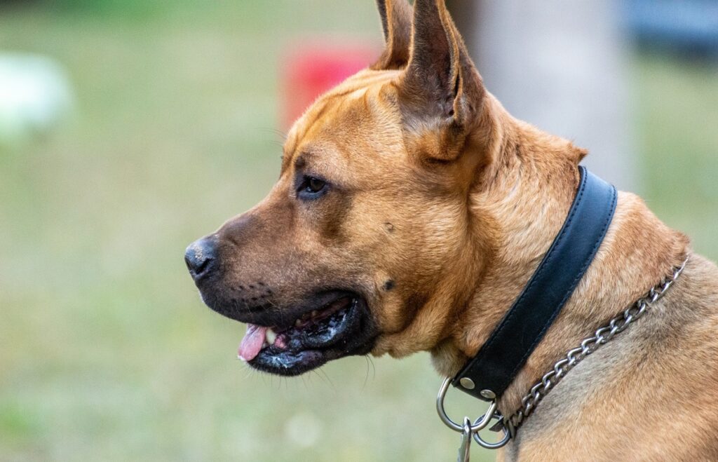 importance of dog collars