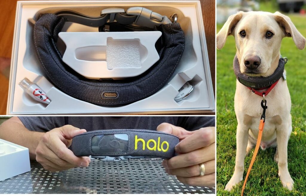 smart collar for dogs