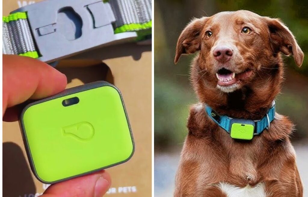 smart dog collars