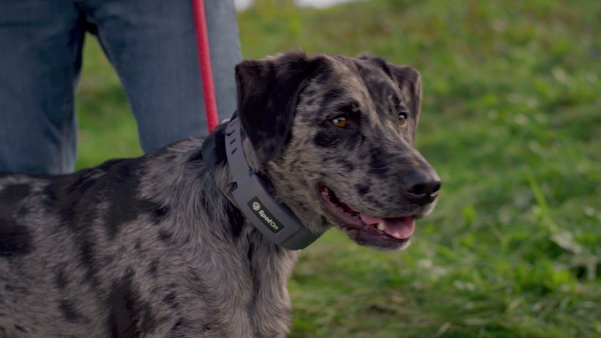 SpotOn Vs. Halo Dog Fence Which One Is Right for You???