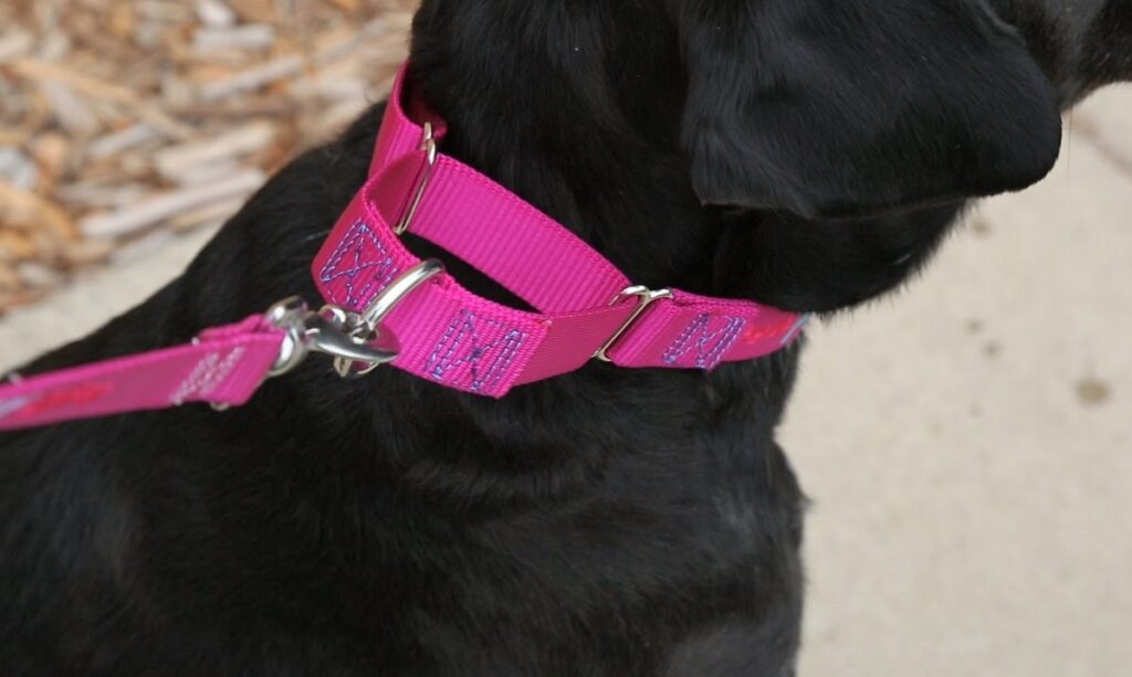 tightening dog collar