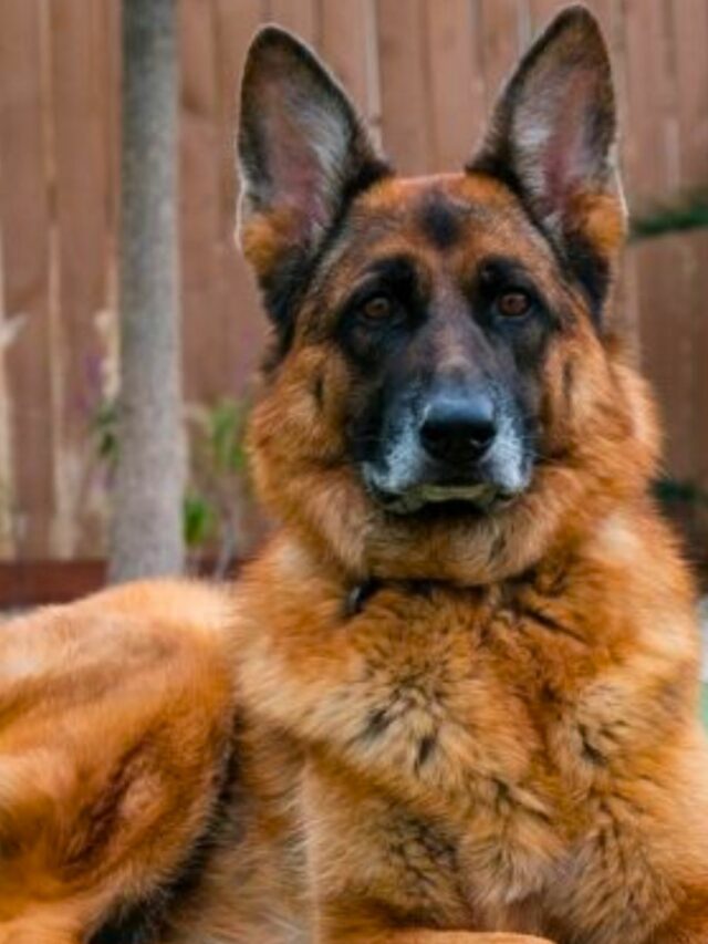 10 Most Protective Dogs