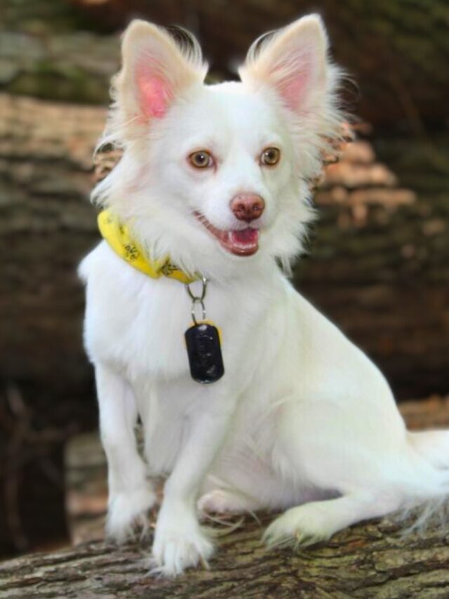 cropped-10-Smartest-Dog-Breeds.jpg