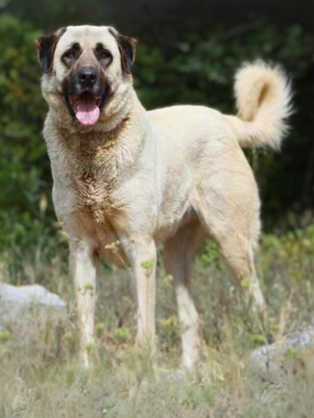 Anatolian Shepherd