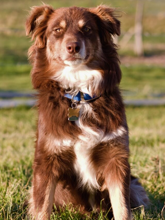Australian Shepherd
