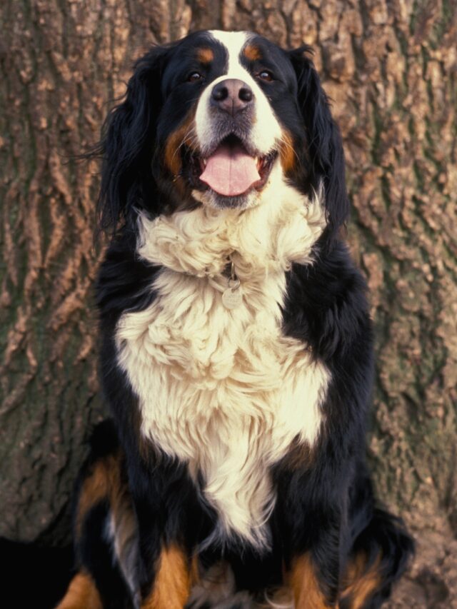 Bernese Mountain Dog
