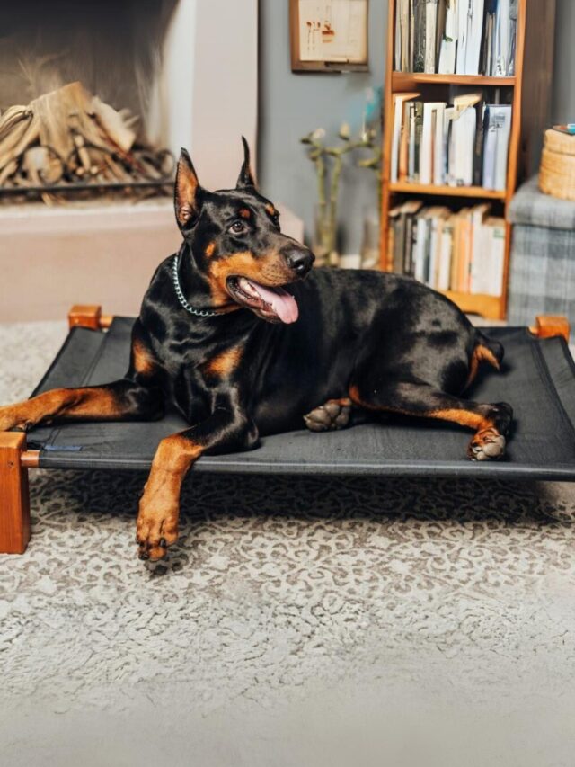 Best Apartment Guard Dog Breeds