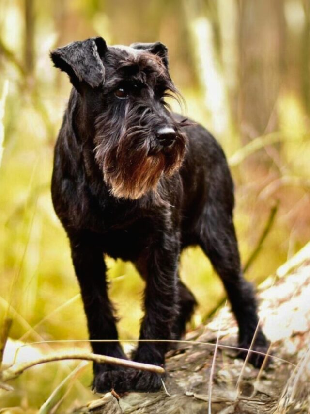 Best Dog Breeds with Beards