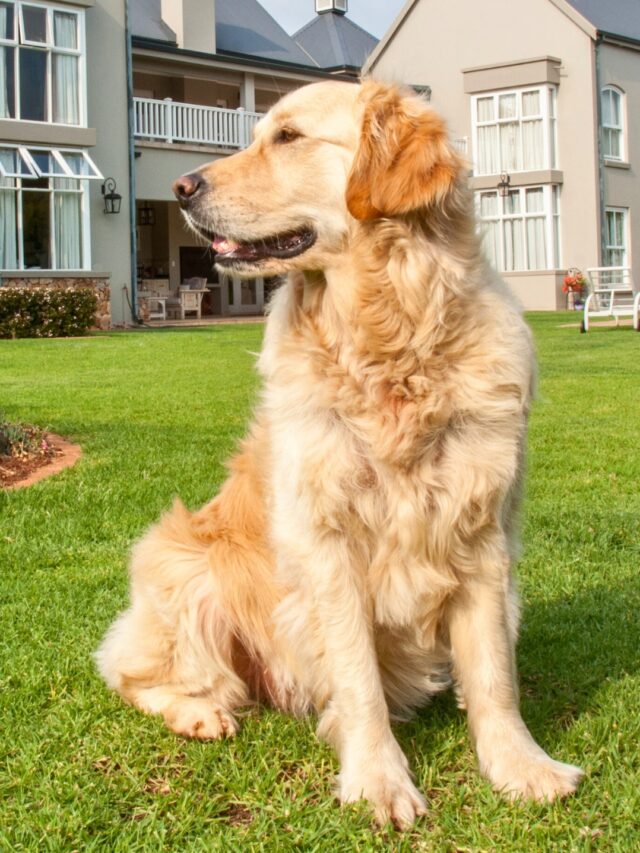 Best Family Guard Dogs