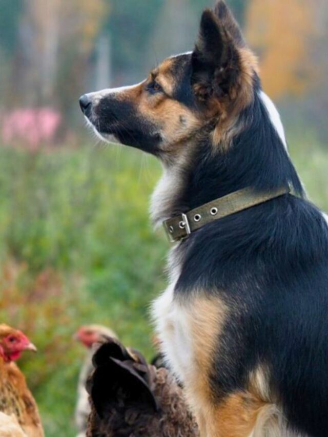 Best Guard Dogs for Chickens