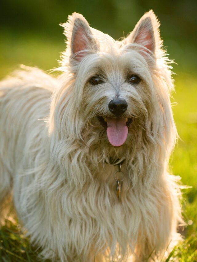 Best Hypoallergenic Guard Dogs