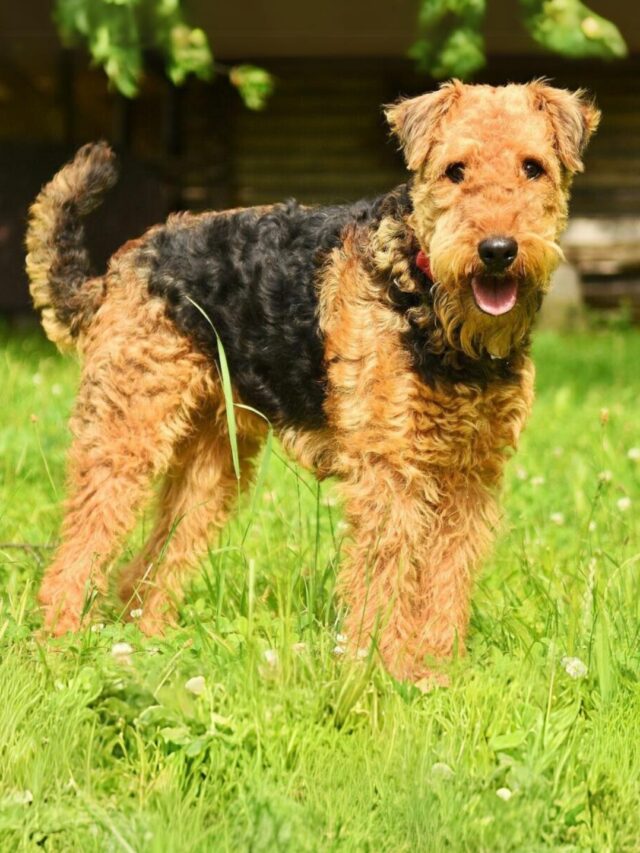 Big Dog Breeds That Don’t Shed