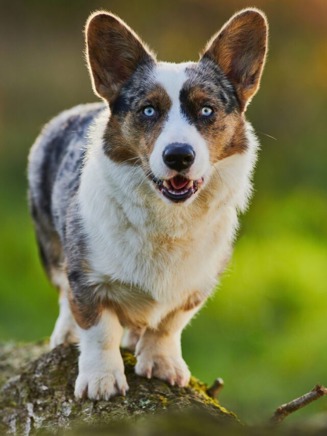Cardigan Welsh Corgi